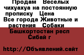 Продам.  Веселых чихуахуа на постоянную прописку › Цена ­ 8 000 - Все города Животные и растения » Собаки   . Башкортостан респ.,Сибай г.